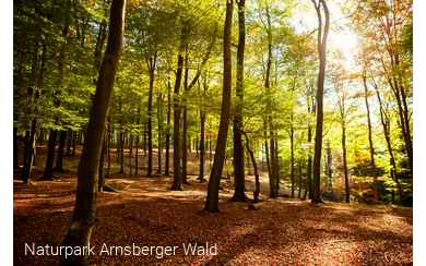 Buchenwald Naturpark Arnsberger Wald