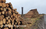 Holz am Wegesrand Lörmecketurm